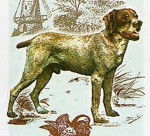 Photo Perdiguero de Burgos