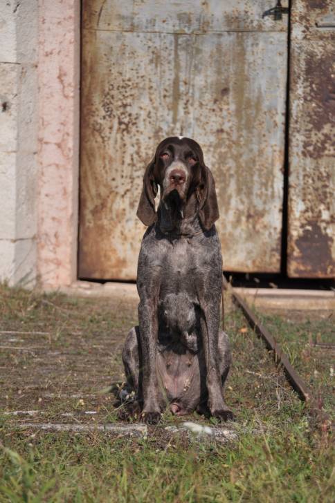 Photo Perdiguero de Burgos