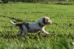 Photo Petit Basset Griffon Vendéen