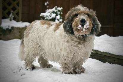 Résistance du Petit Basset Griffon Vendéen au froid et à la chaleur