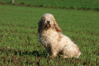 Un Petit Basset Griffon Vendéen peut-il vivre dans le jardin ?