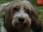 briscard petit basset griffon vendéen - Petit Basset Griffon Vendéen