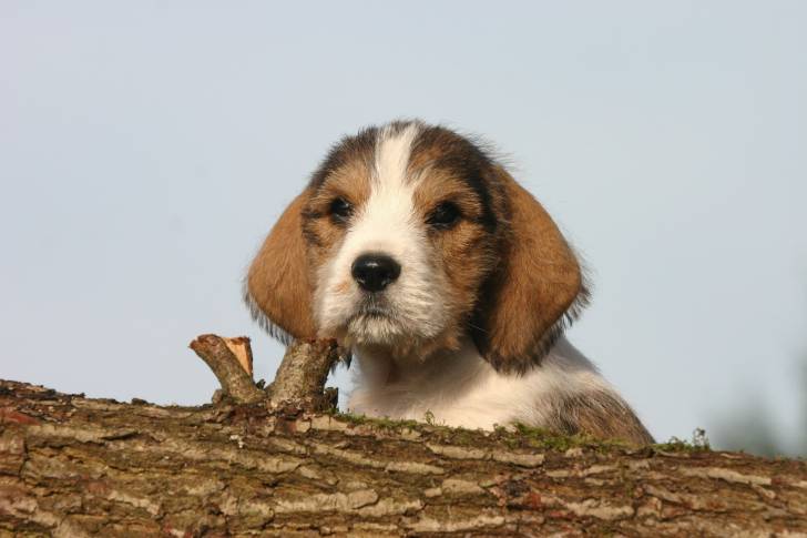 Photo Petit Basset Griffon Vendéen