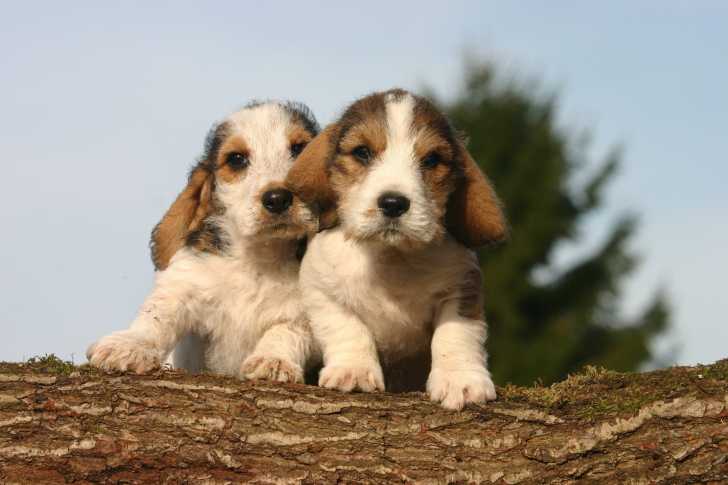 Photo Petit Basset Griffon Vendéen