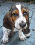 Beronix - Basset Hound M&acirc;le (1 mois)
