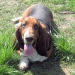 plume - Basset Hound (2 ans)