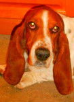 Buddy - Basset Hound M&acirc;le (3 ans)