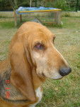 Pistache - Basset Hound (9 ans)