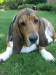 Sadie - Basset Hound (4 ans)