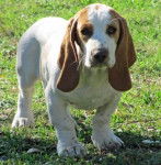 Jax - Basset Hound M&acirc;le (4 ans)