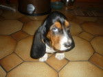 Gaya - Basset Hound (1 an)