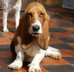 Perla - Basset Hound (9 mois)
