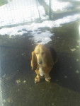 oh il neige!!! - Basset Hound (9 ans)