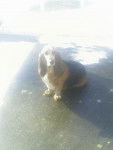 on fait une bataille???? - Basset Hound (9 ans)