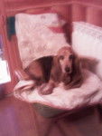 quo OSE me r&eacute;veiller!!! ??? - Basset Hound (9 ans)