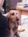 j'ui trop belle !!!! - Basset Hound (9 ans)