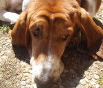 Betsy - Basset Hound (6 ans)