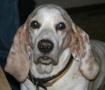 Columbo - Basset Hound M&acirc;le (Autre)