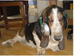 Ulises - Basset Hound Mâle (8 ans)
