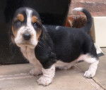 Ishka - Basset Hound (1 mois)
