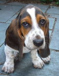 mali - Basset Hound (18 ans)