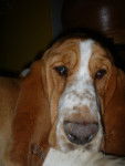 usaime - Basset Hound (8 ans)