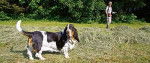 Marie-Louise - Basset Hound (7 ans)