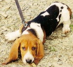 Urti encore ado - Basset Hound (6 mois)