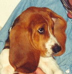 Urti encore ado - Basset Hound (6 mois)