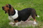 Gertrude - Basset Hound (1 an)