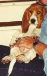 Urti ado encore - Basset Hound (6 mois)