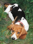 Urti encore encore - Basset Hound (6 mois)
