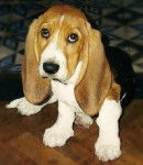 Urti mon tit basset hound - Basset Hound (6 mois)