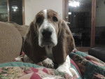 Charlie - Basset Hound (5 mois)