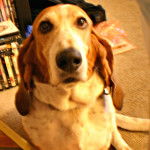 Toby - Basset Hound M&acirc;le