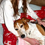 Toby - Basset Hound M&acirc;le