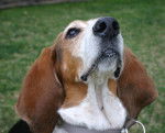 Toby - Basset Hound M&acirc;le