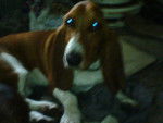 copper - Basset Hound Mâle (3 ans)