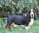 Basset Hound - Basset Hound