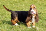 Basset Hound - Basset Hound