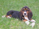 Basset Hound - Basset Hound