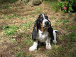 Basset Hound - Basset Hound