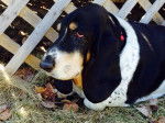 Lucy a dog - Basset Hound (10 ans)