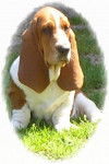 BASSET-HOUND - CHANNAH des vents de la gen&ecirc;te - Basset Hound