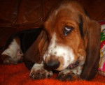 basset hound Samantha - Basset Hound