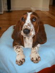 basset hound - Basset Hound