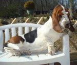 Dom-Tom le basset hound - Basset Hound