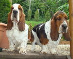 DomTom & Grussgott basset-hound - Basset Hound M&acirc;le