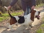 DomTom le basset-hound - Basset Hound