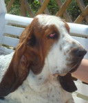 portrait DomTom le basset-hound - Basset Hound